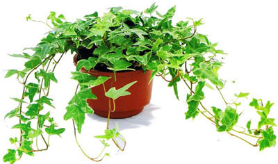 記住這四條規則，巧用植物甲醛治理！