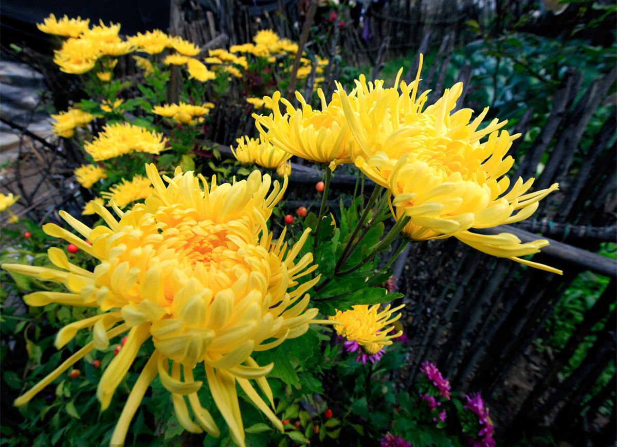 記住這四條規則，巧用植物甲醛治理！