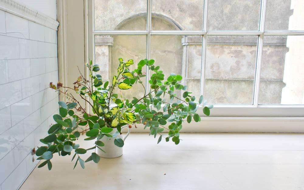 長春藤可吸收甲醛，蘆薈在晚上可吸收二氧化碳進行治理