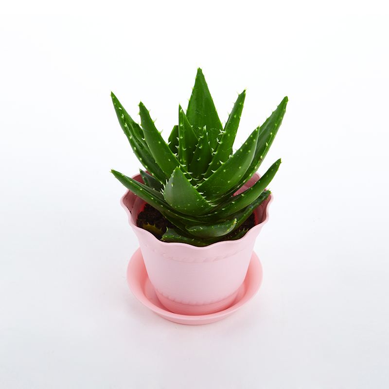 去除房間甲醛的植物有哪些? 去除房間甲醛的植物有哪些?