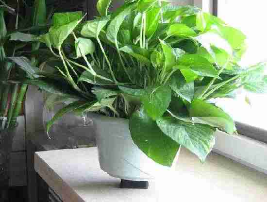 常見的除甲醛方法里面為什么現在都用光觸媒 常見的除甲醛方法里面為什么現在都用光觸媒