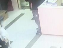 有問題找警察，薩摩耶派出所報(bào)案，不注意這件事，對狗狗致命，警察蜀黍卻幫不上忙！