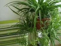 除甲醛,竹炭綠植不給力