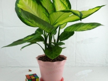 哪些植物可以除甲醛，本事最大呢？