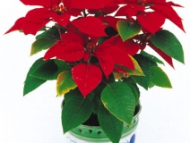 甲醛治理是找除甲醛公司還是自己做好?