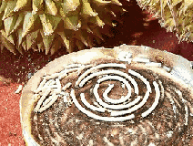 成分中有甲醛蚊香立馬變毒香,甚至還會致癌……