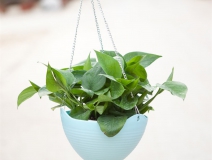 記住這四條規(guī)則,巧用植物甲醛治理!