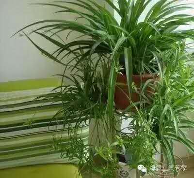 除甲醛，竹炭綠植不給力